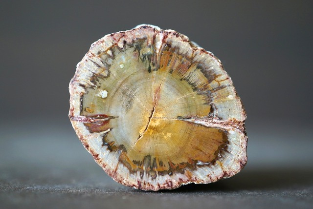 珪化木 ペトリファイドウッド Petrified Wood 1205~1210