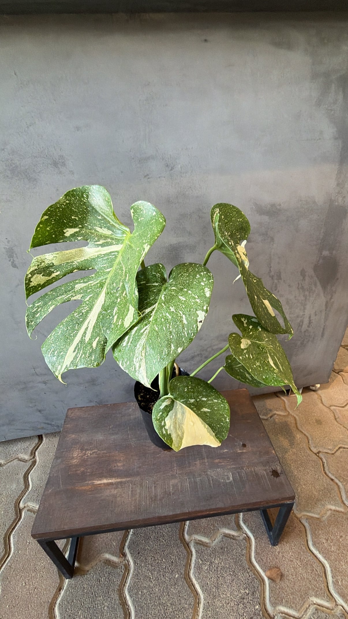 アンスリウム ルネッサンス バリエガータ | abc gardens