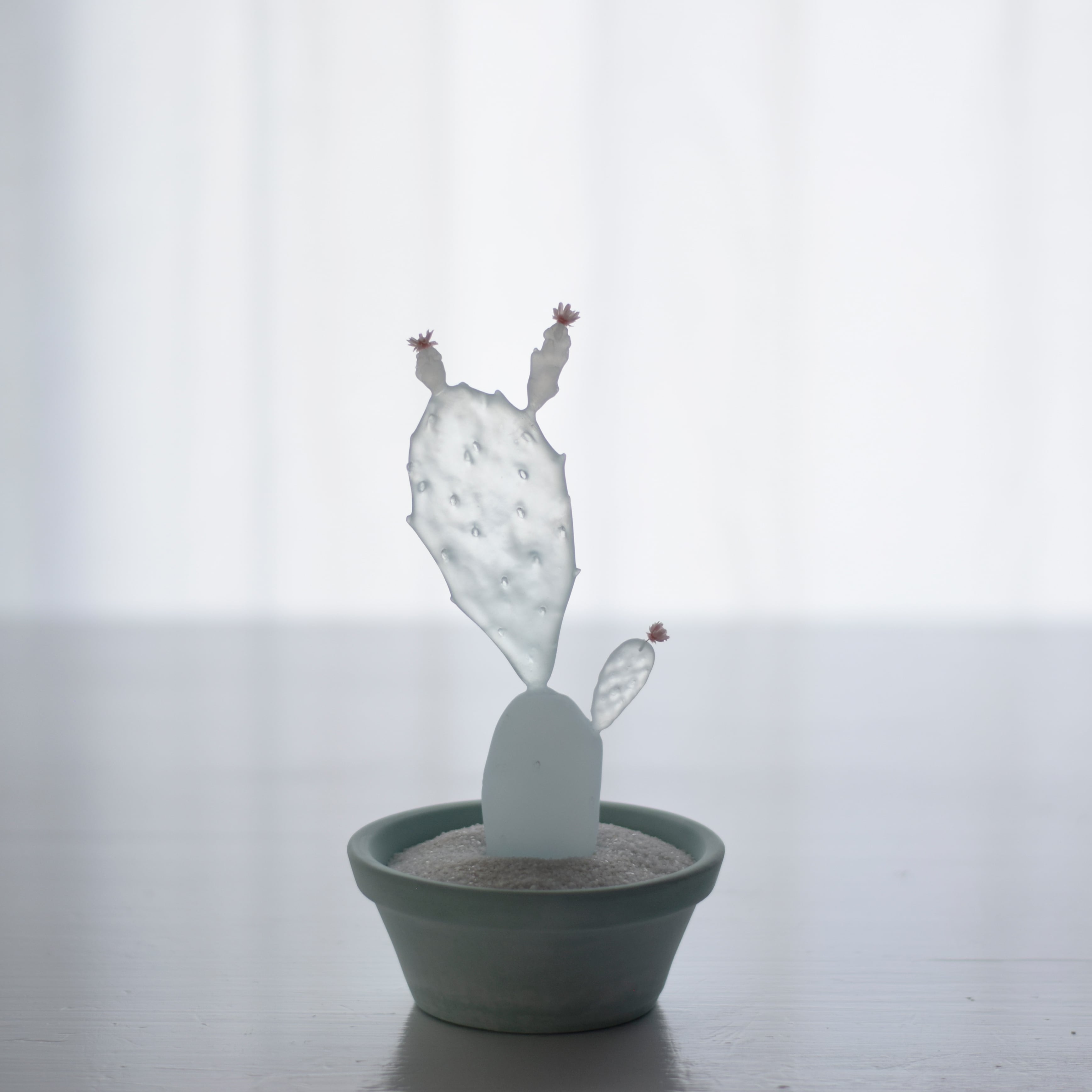 透明サボテン 𝗘 𝗰 𝗵 𝗶 𝗱 𝗻 𝗮 𝗝 𝗶 𝗻 | 水の精霊のような透明水サボテン