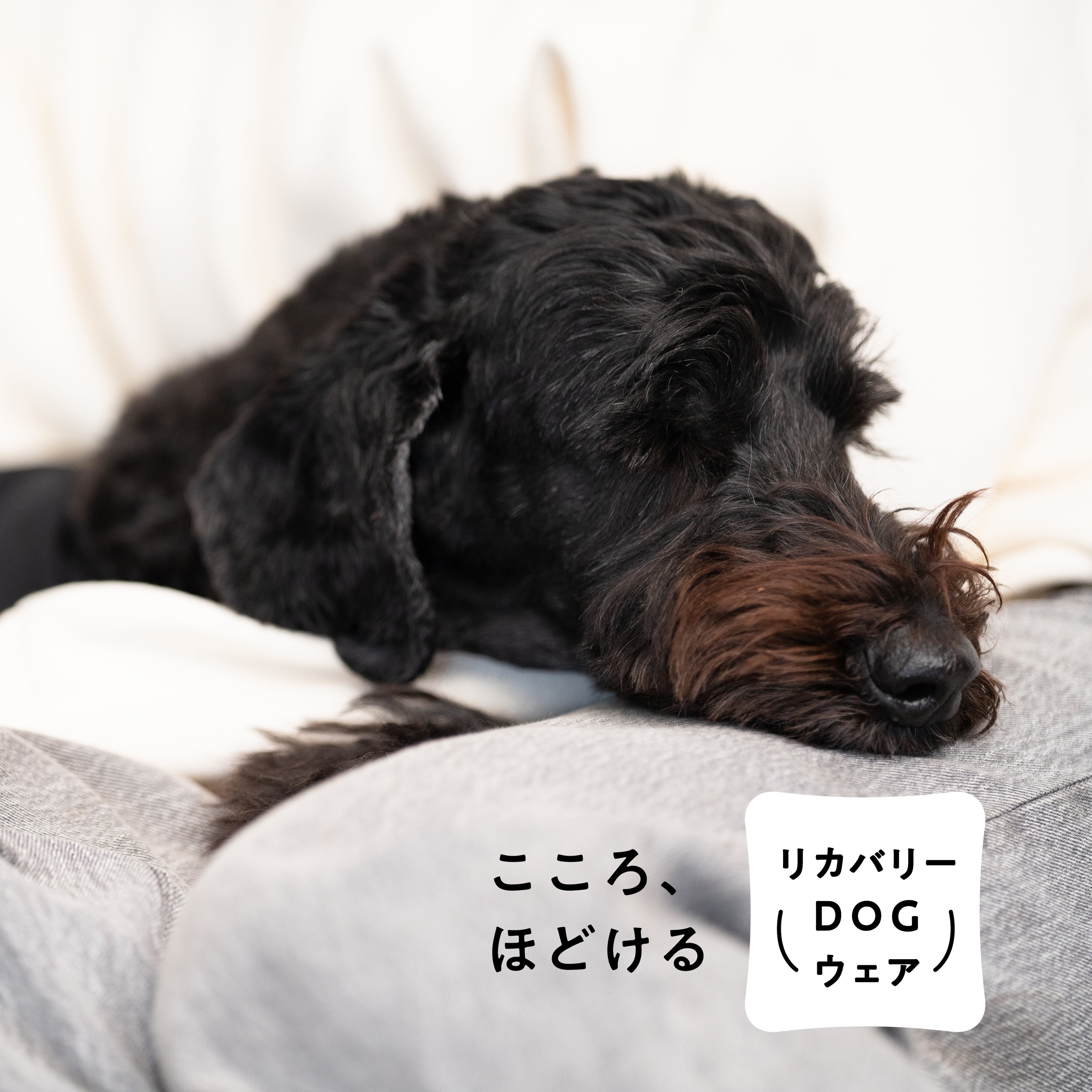 リカバリーDOGウエア LAUW × VENEX support to マナーニ     M size