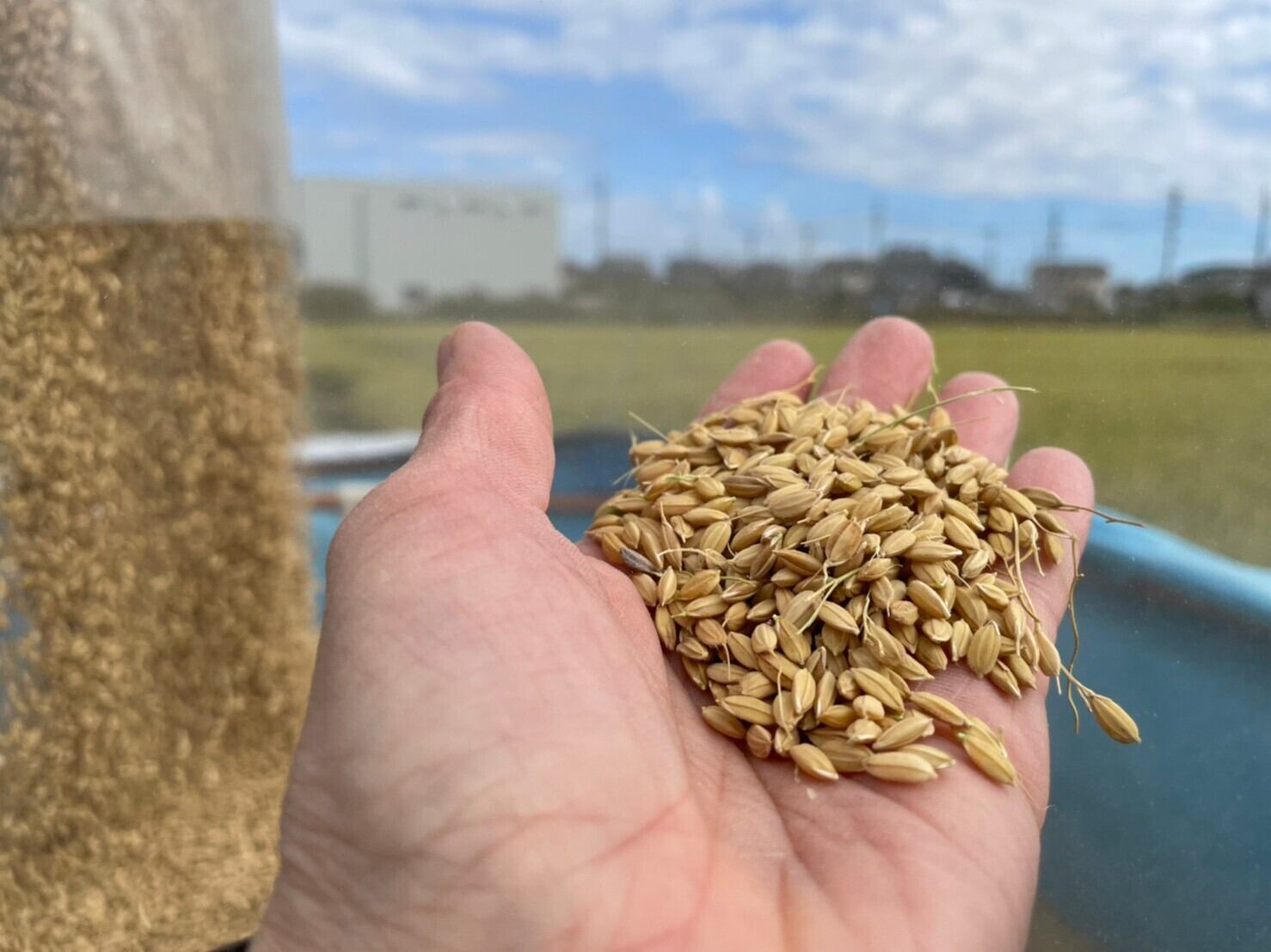 幻の米と名高い！岐阜県産ハツシモ 5kg 精米済 【令和5年産】