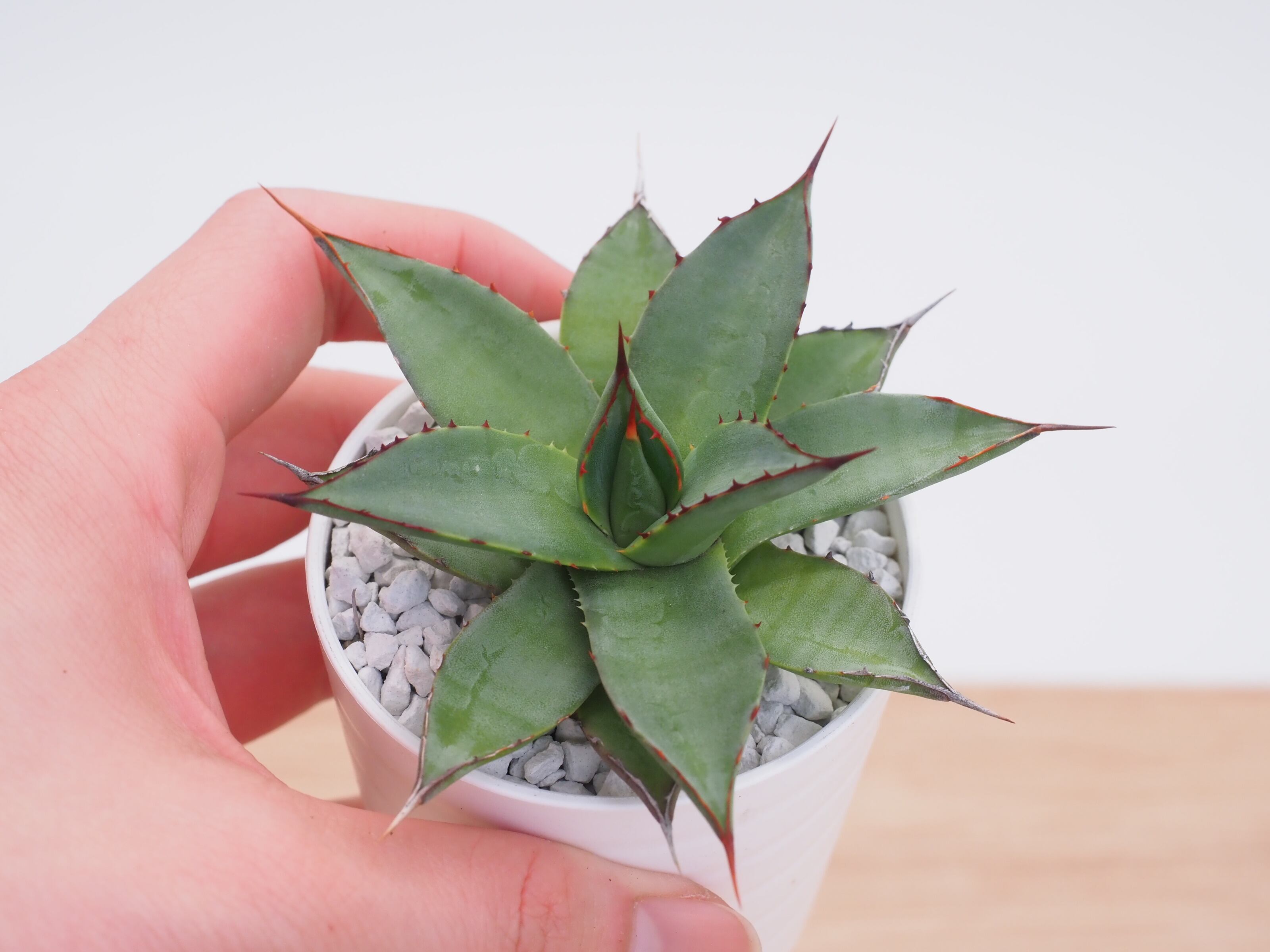 Agave titanota(アガベ チタノタ ) #CS-007 悪魔系 子株 | THE CORE