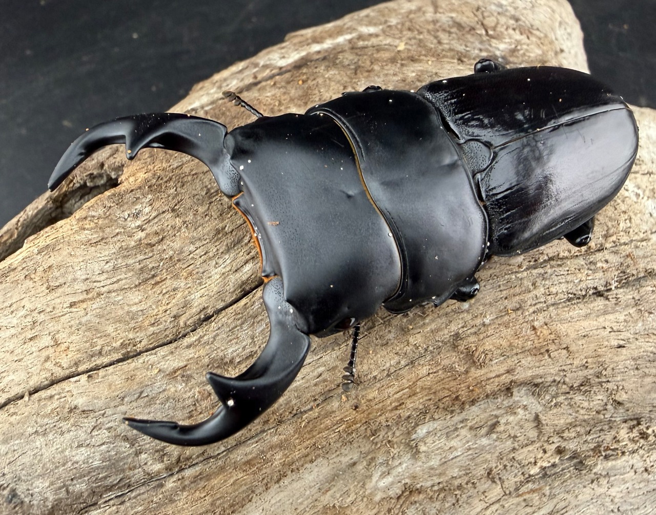 【WD】大型《ジャワパリーオオクワ 70.5 mm ペア》