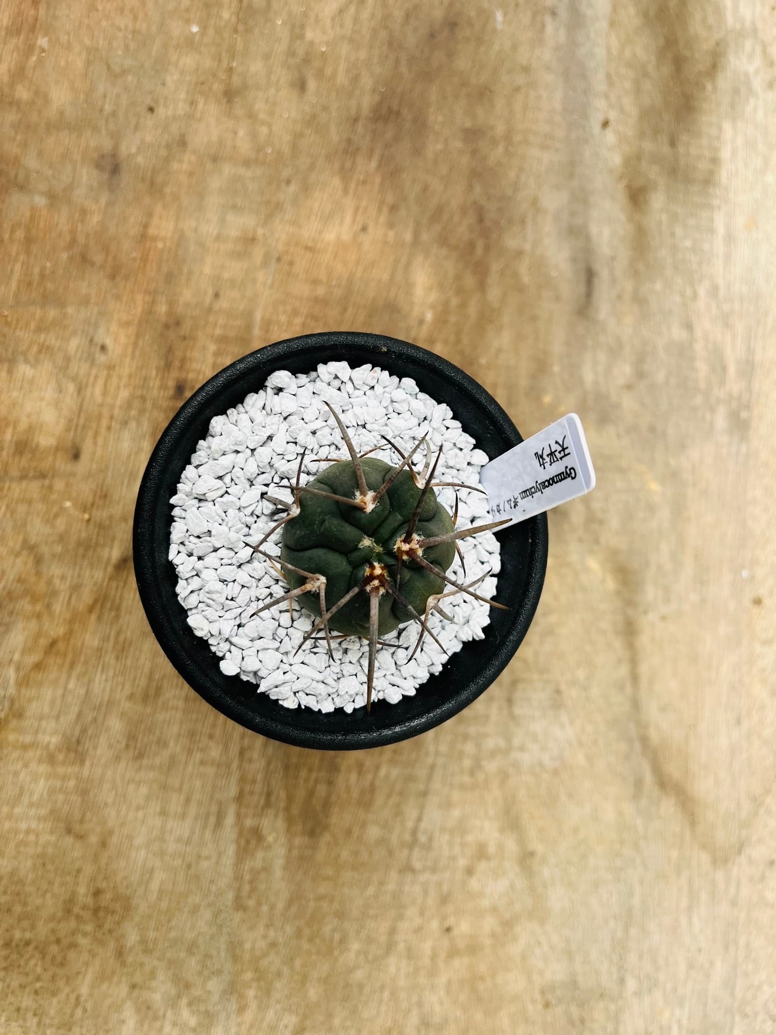 Gymnocalycium spegazzinii ギムノカリキュウム 天平丸 サボテン