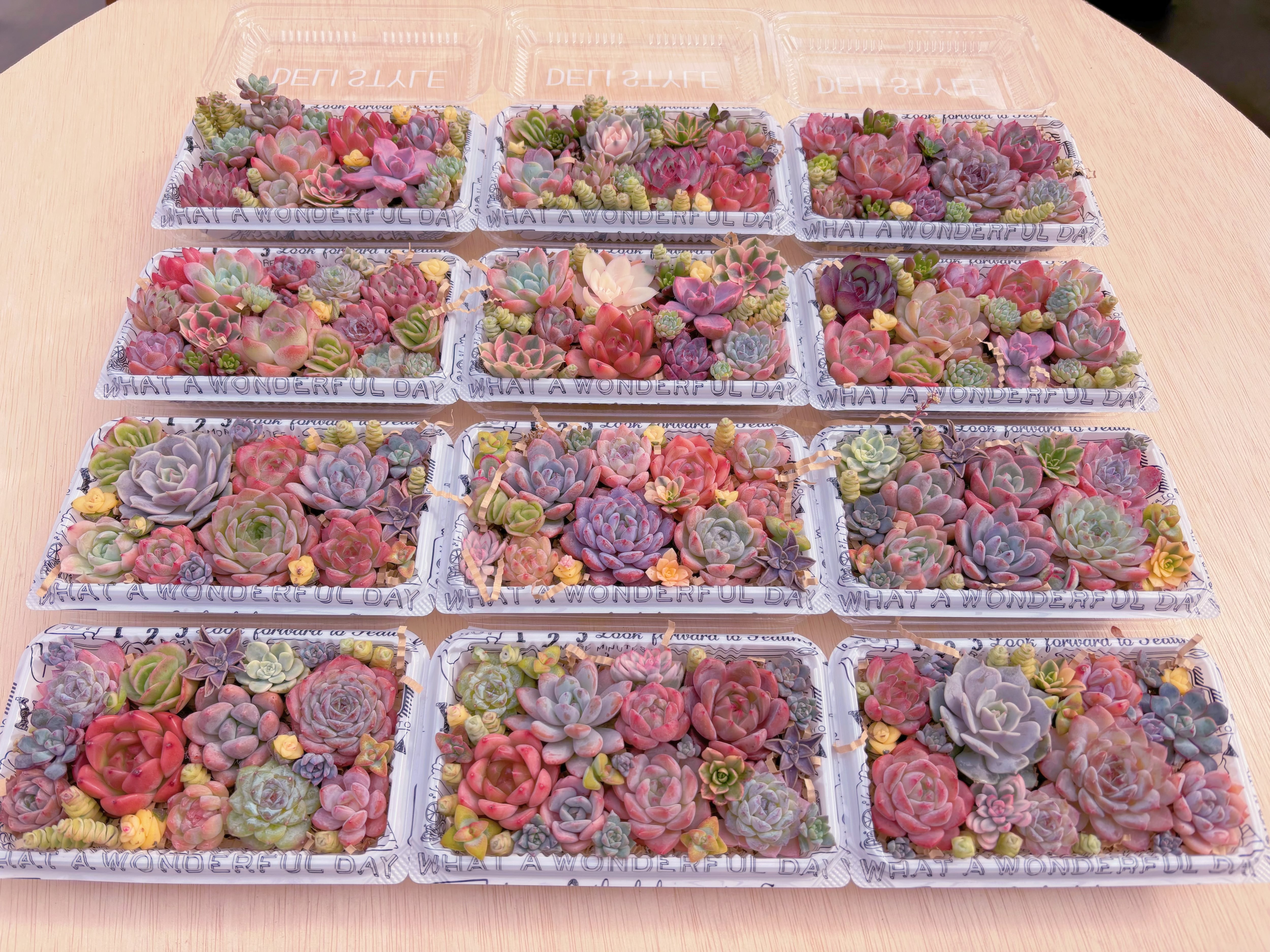 ☆寄せ植え用セット☆ 新入荷 | るる農園~多肉植物専門