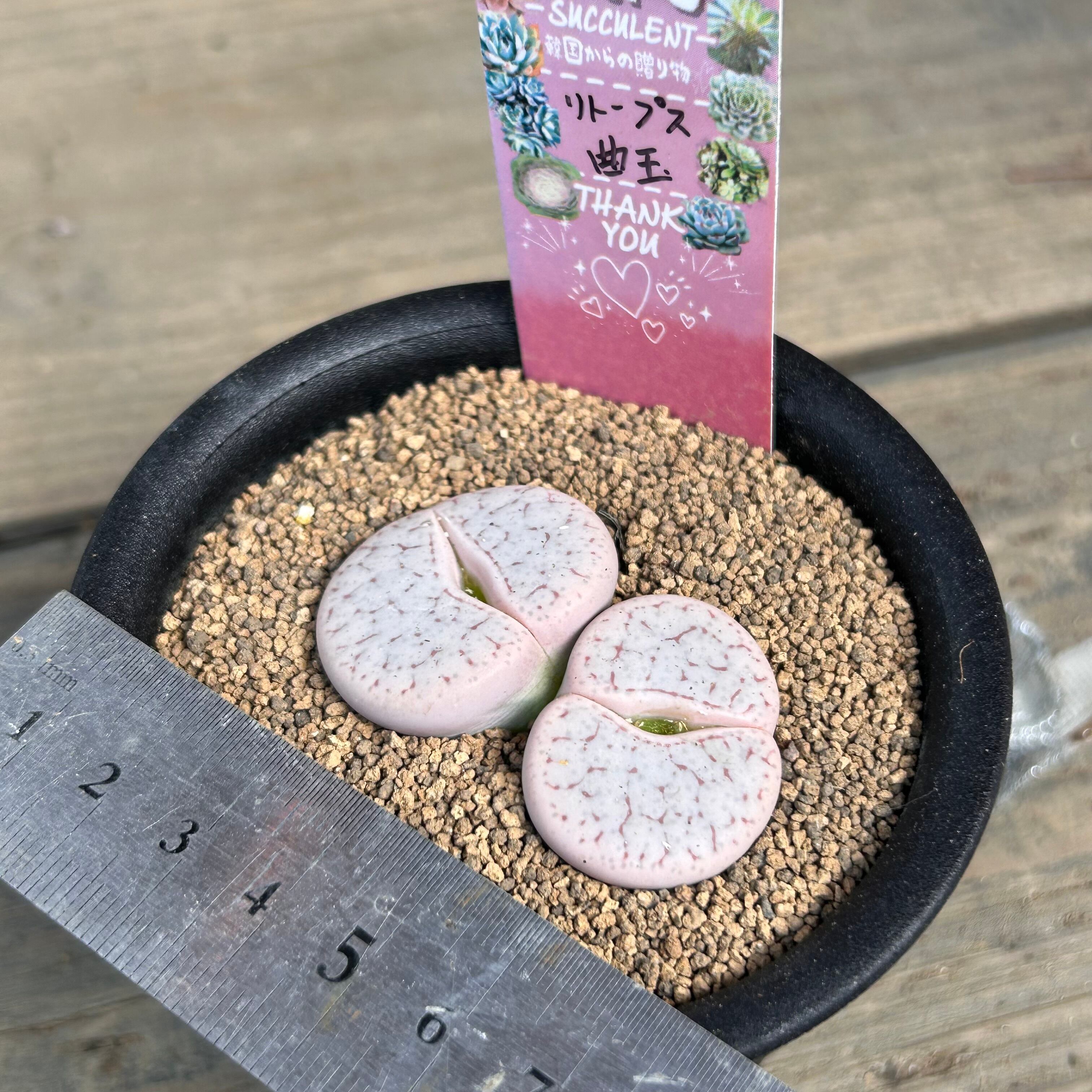 曲玉 リトープス | RuPo 多肉植物専門店