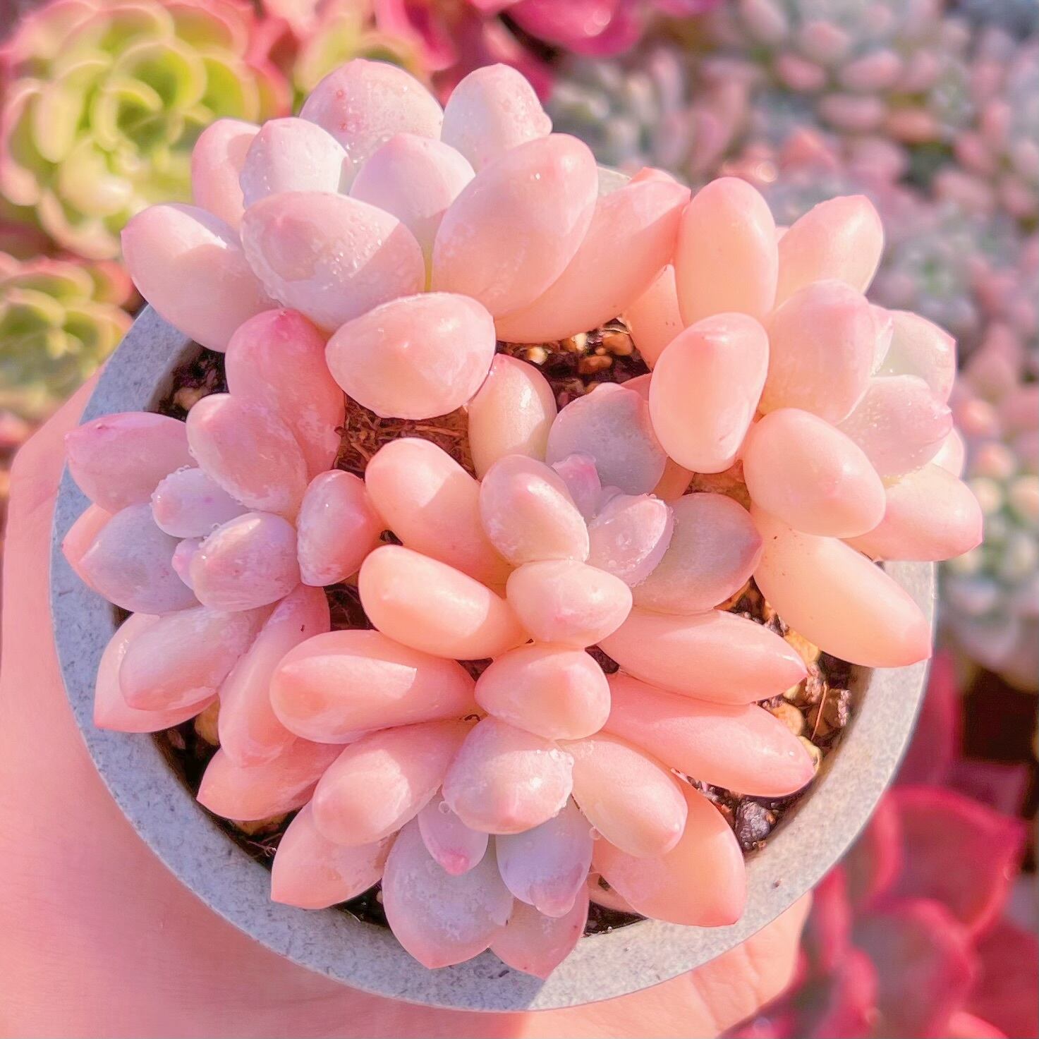 現品　ベビースイート#690　新入荷　るる農園