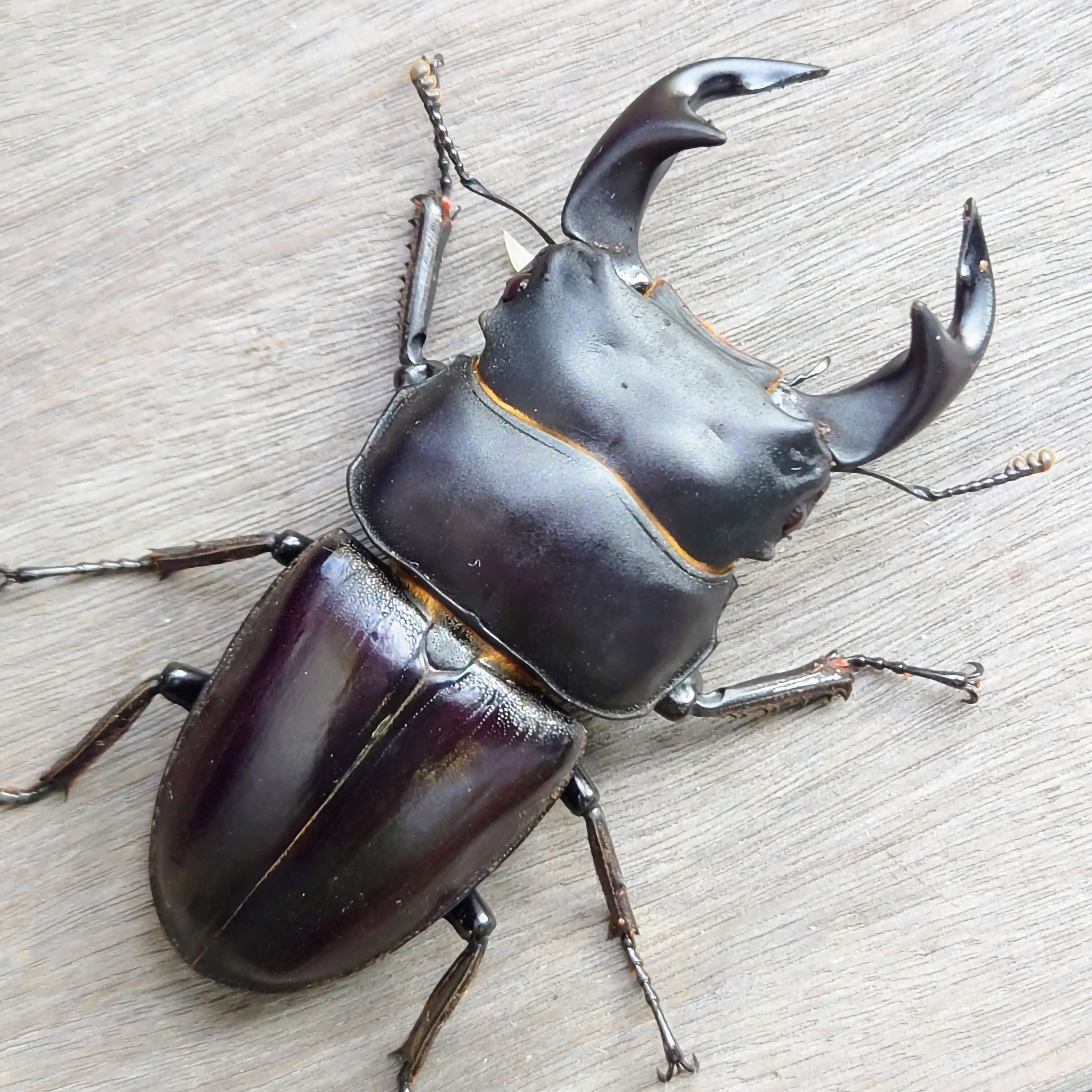台湾オオクワガタ77mm ペアセット タイワンオオクワガタ | insect