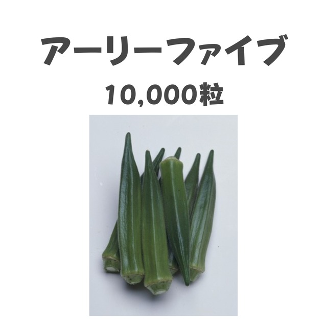 アーリーファイブ　オクラ種子・10,000粒