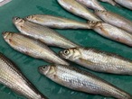 【これが旨い川魚】天然ホンモロコ/琵琶湖産/特大サイズ/1尾18g前後/400g【冷凍】