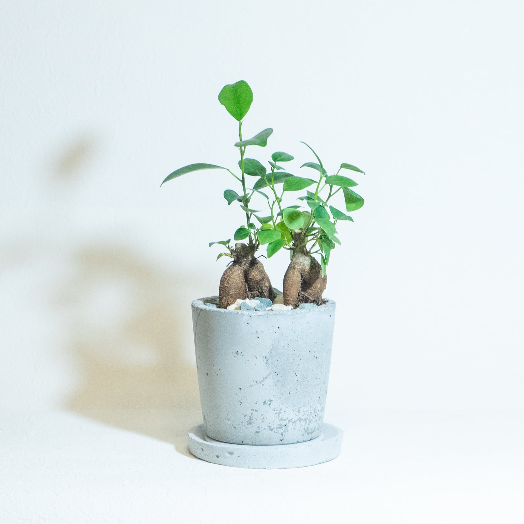 \送料無料/≪ 観葉植物 ≫室内管理もオッケーなガジュマルの鉢植え|手のひらサイズの手づくりモルタル鉢