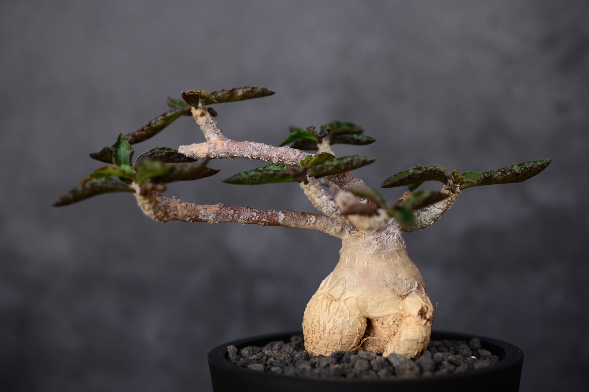 ユーフォルビア アンボボンベンシス | N collect plants