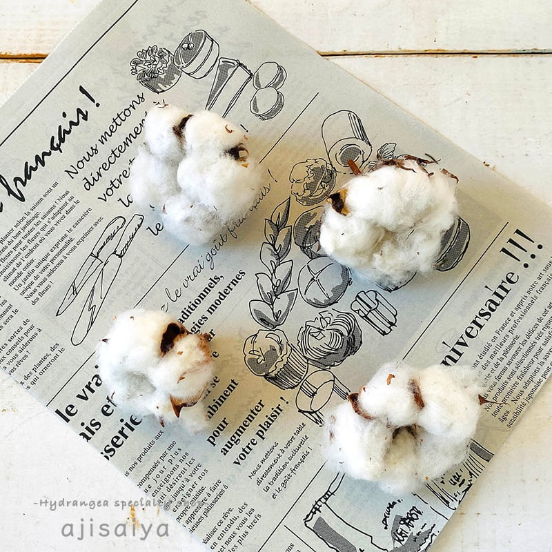 コットンフラワー 【ワタの実】 ドライフラワー | はじめてのドライ  