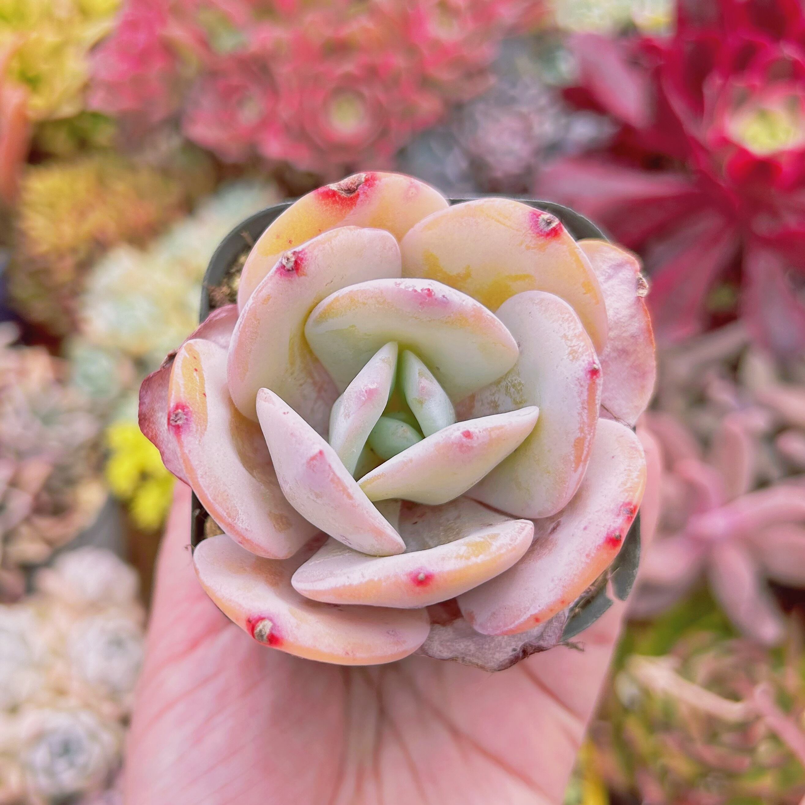 #555現物　多肉植物　暮雪