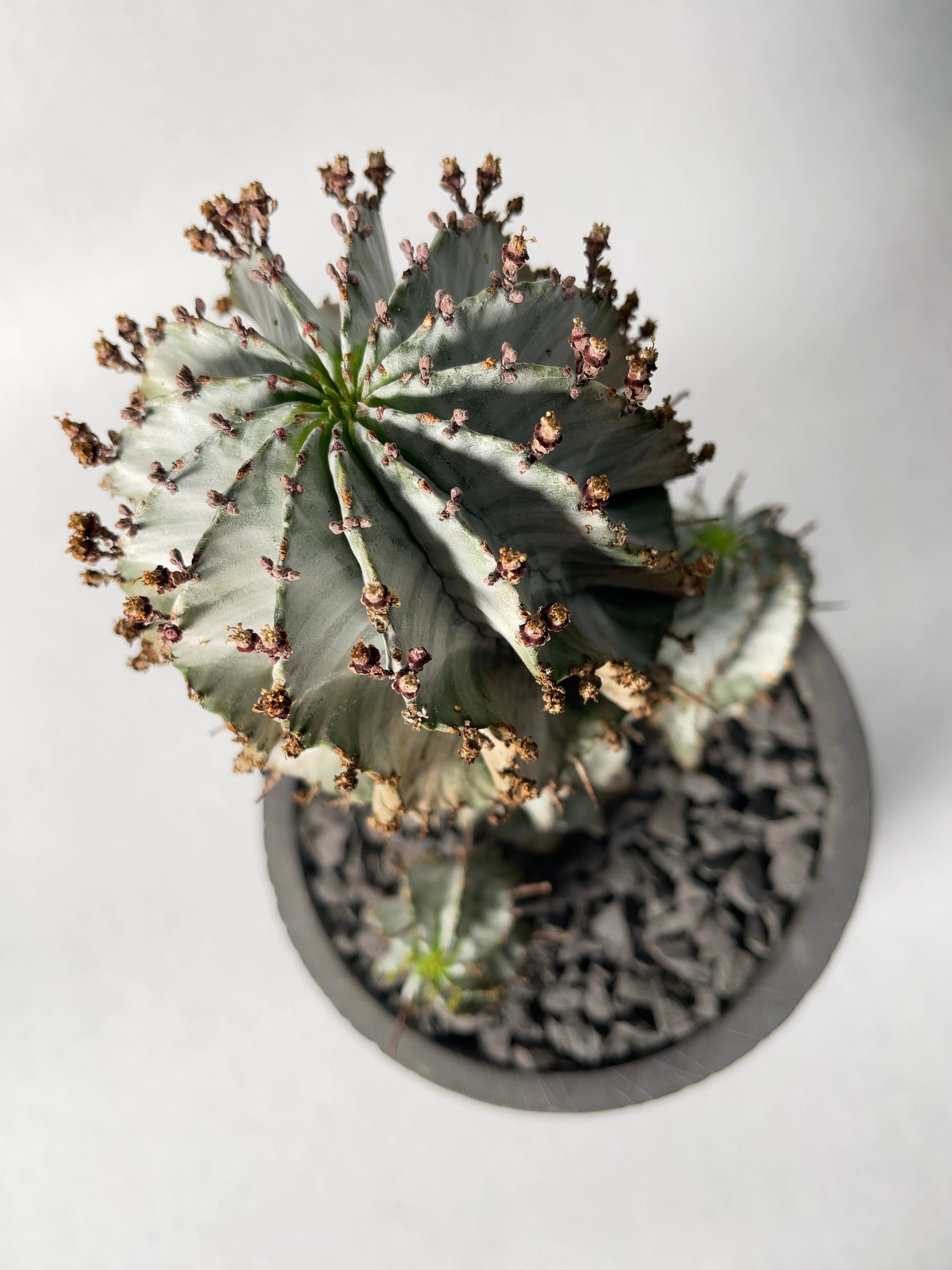 白ホリダ　ユーフォルビア ユーフォルビア・ホリダ ホワイトゴースト】 | BOKUTO