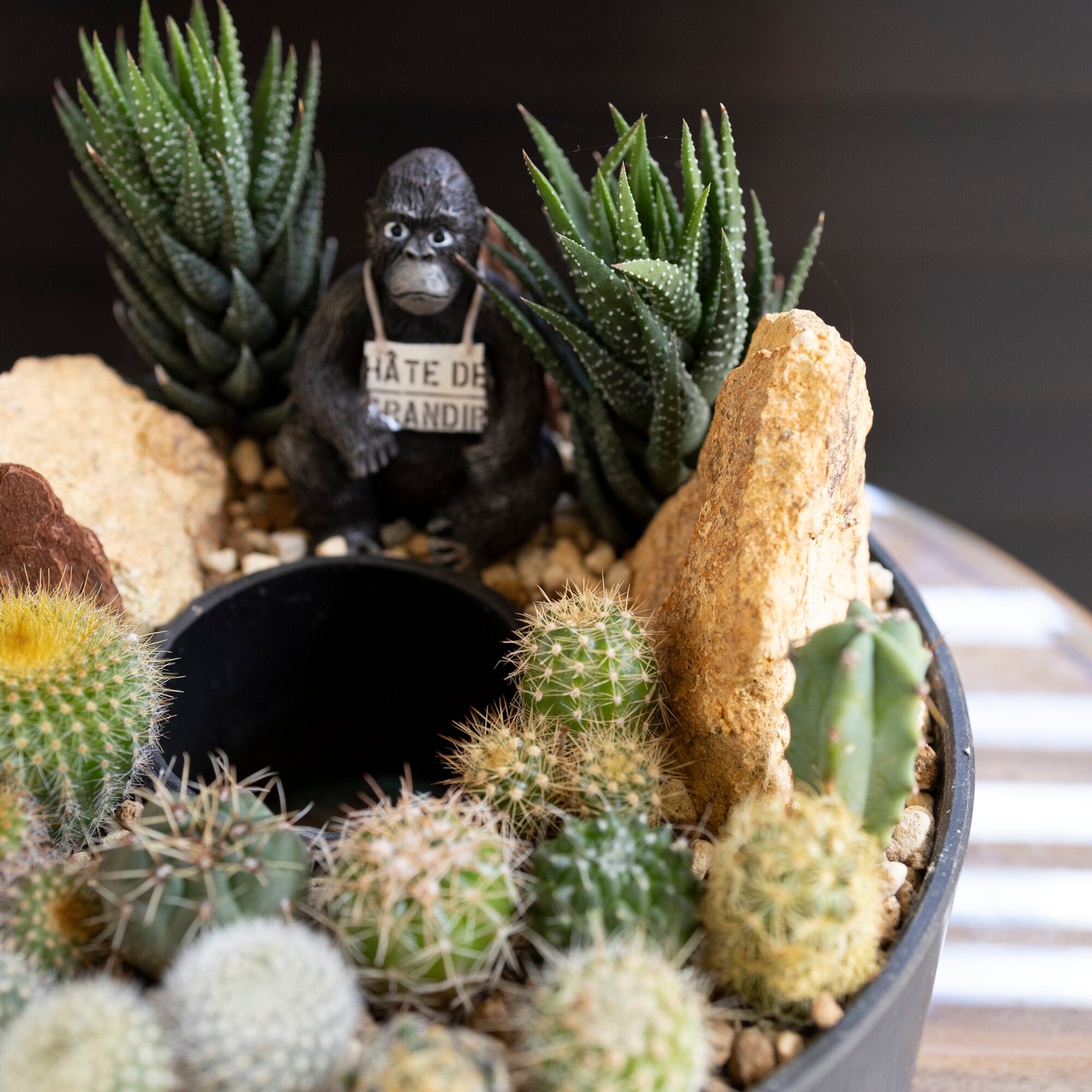 サボテン リース 寄せ植え 箱庭 多肉植物 ミニ 観葉植物 プレゼント