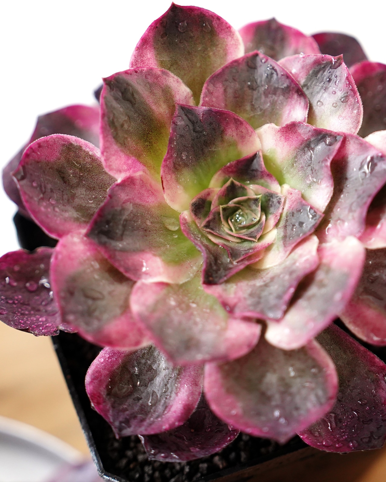 発根済カット苗 アエオニウム 魅金ローズ錦 L Aeonium 'Charm Golden Rose Variegated'