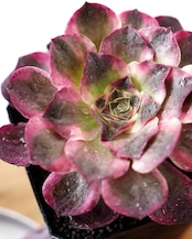 発根済カット苗 アエオニウム 魅金ローズ錦 L Aeonium 'Charm Golden Rose Variegated'