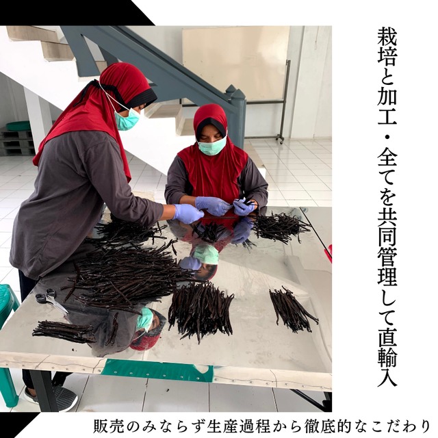 【本数多いほど1本価格がお得！】【タヒチ種・サイズだけ訳ありグレード 12cm・バニラビーンズ・5本】