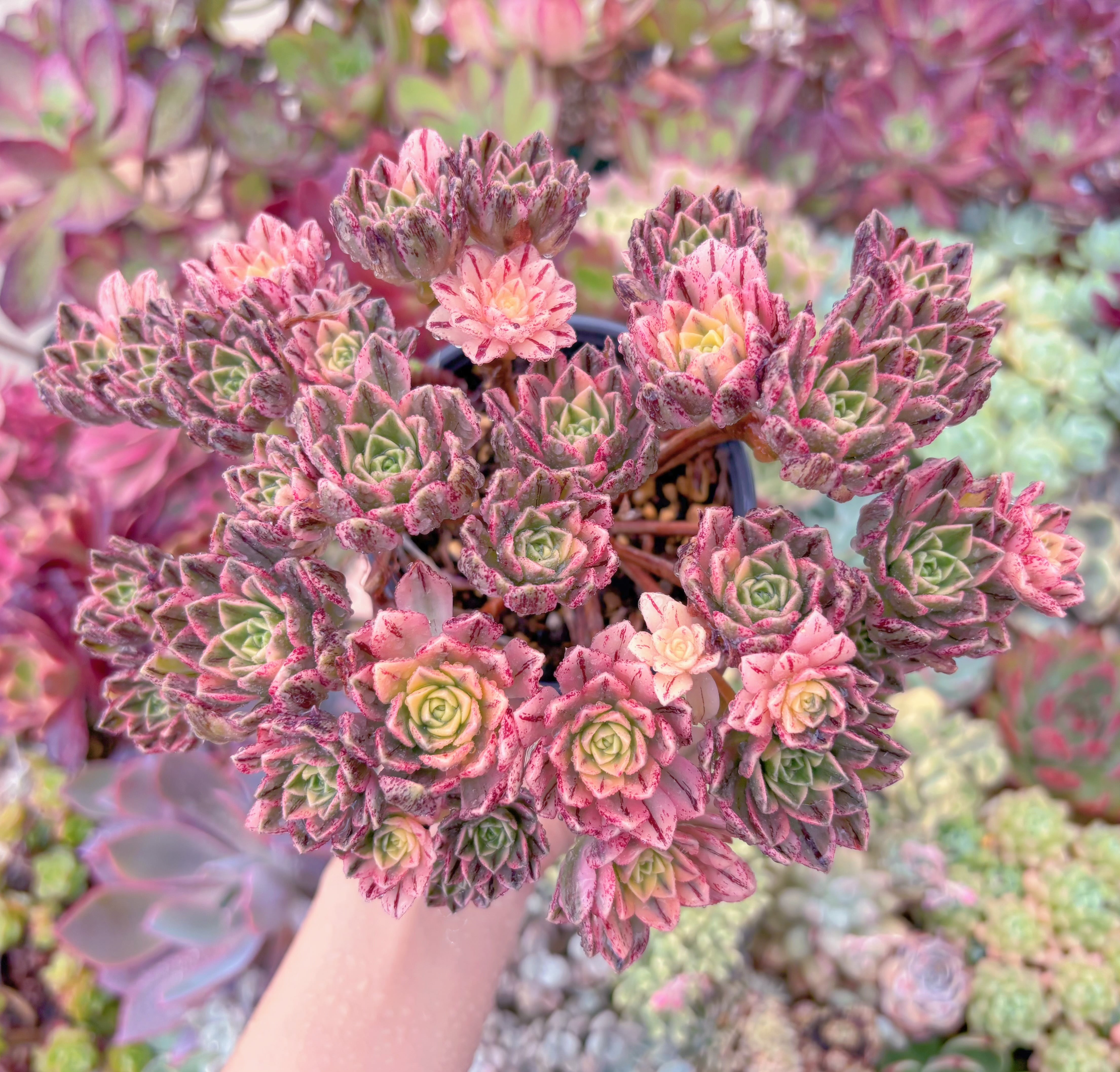 現品　sweet tea#768　大群生　るる農園