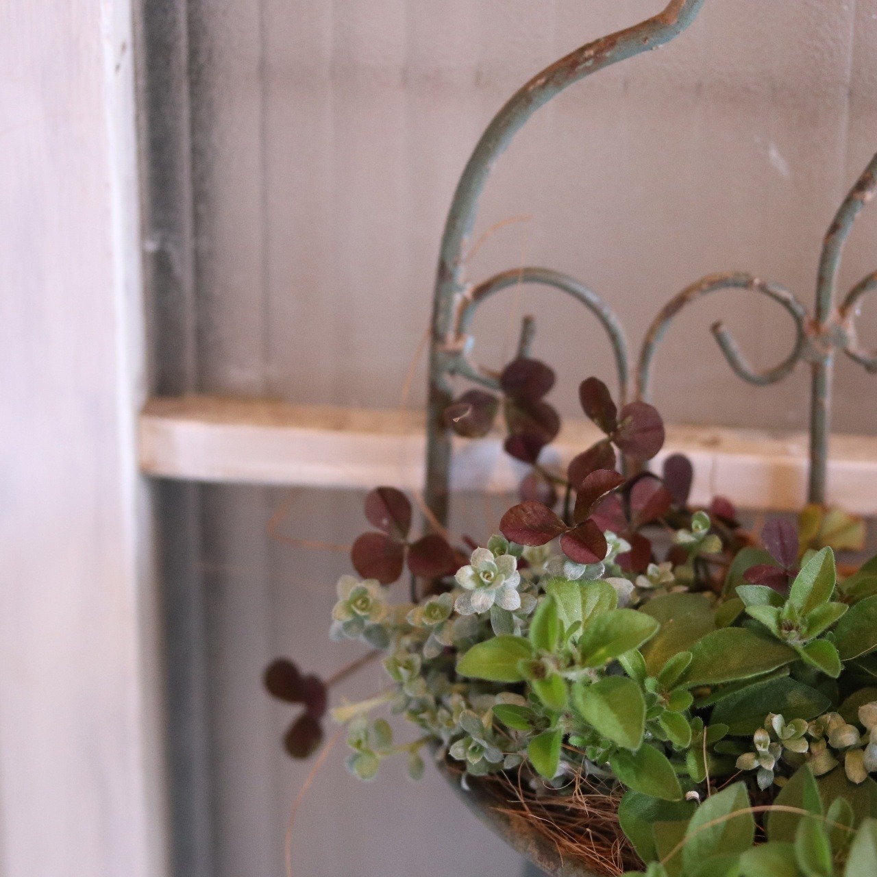Mさま専用：モンディマンシェ寄せ植え　ハングペチュニアテヌート｜届いてすぐ玄関に飾れる 　プレゼントにもオススメ　