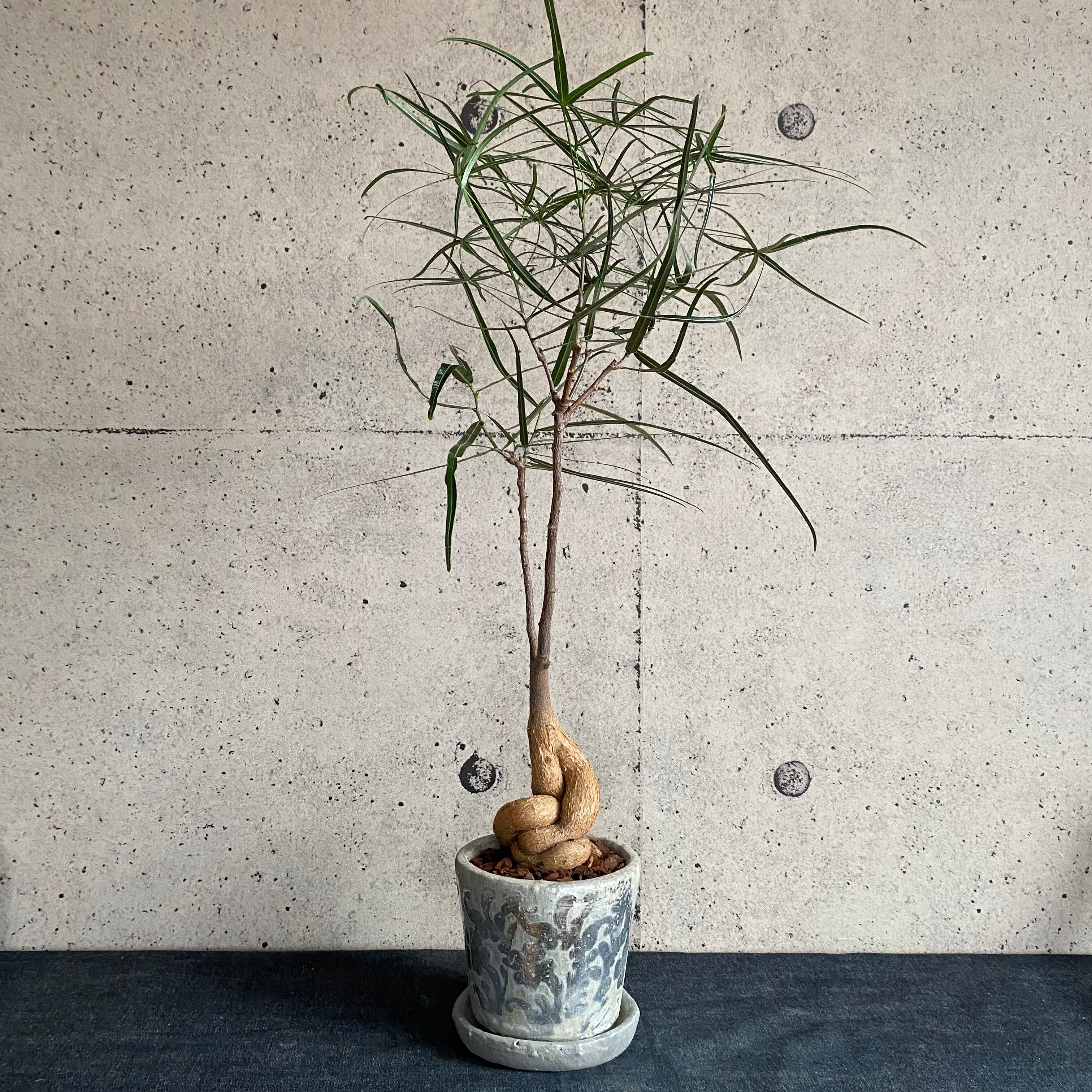 ブラキキトン ルペストリス ボトルツリー ペイズリーポット Planet Plants プラネットプランツ