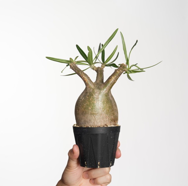 パキポディウム グラキリス no.26〈発根済み〉