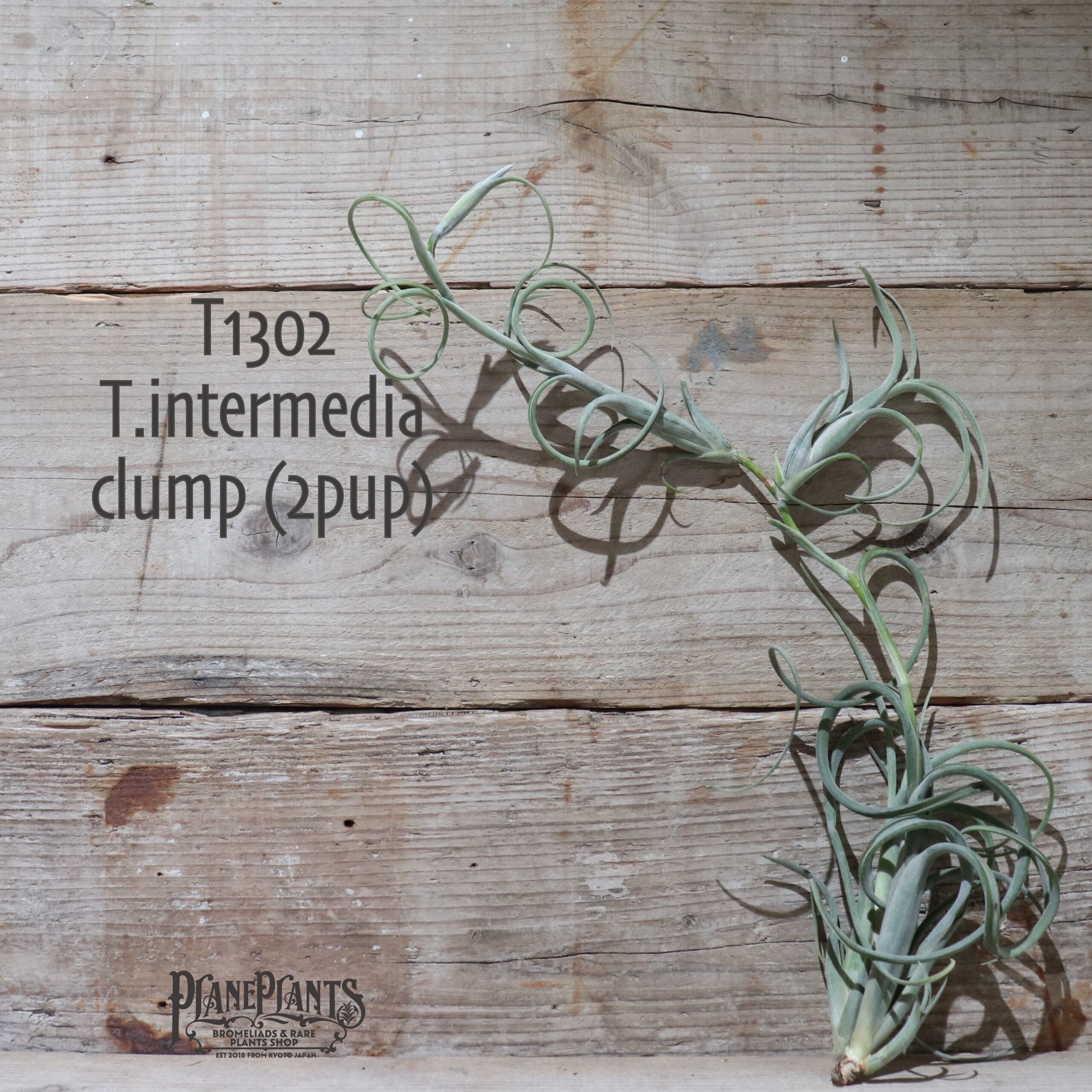 【送料無料】インターメディア クランプ (2pup) 〔エアプランツ〕現品発送T1302