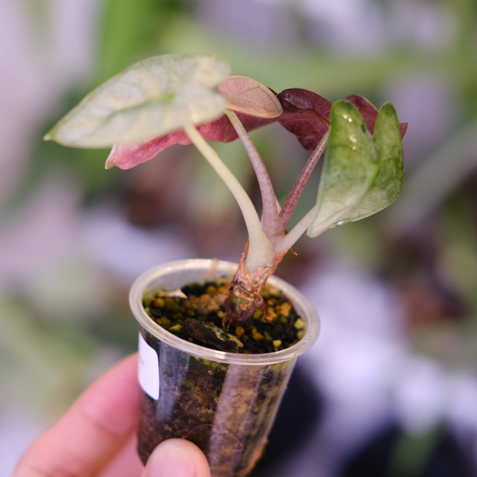 ALOCASIA HEART BALLON PINK VARIGATED│アロカシア ハートバルーン