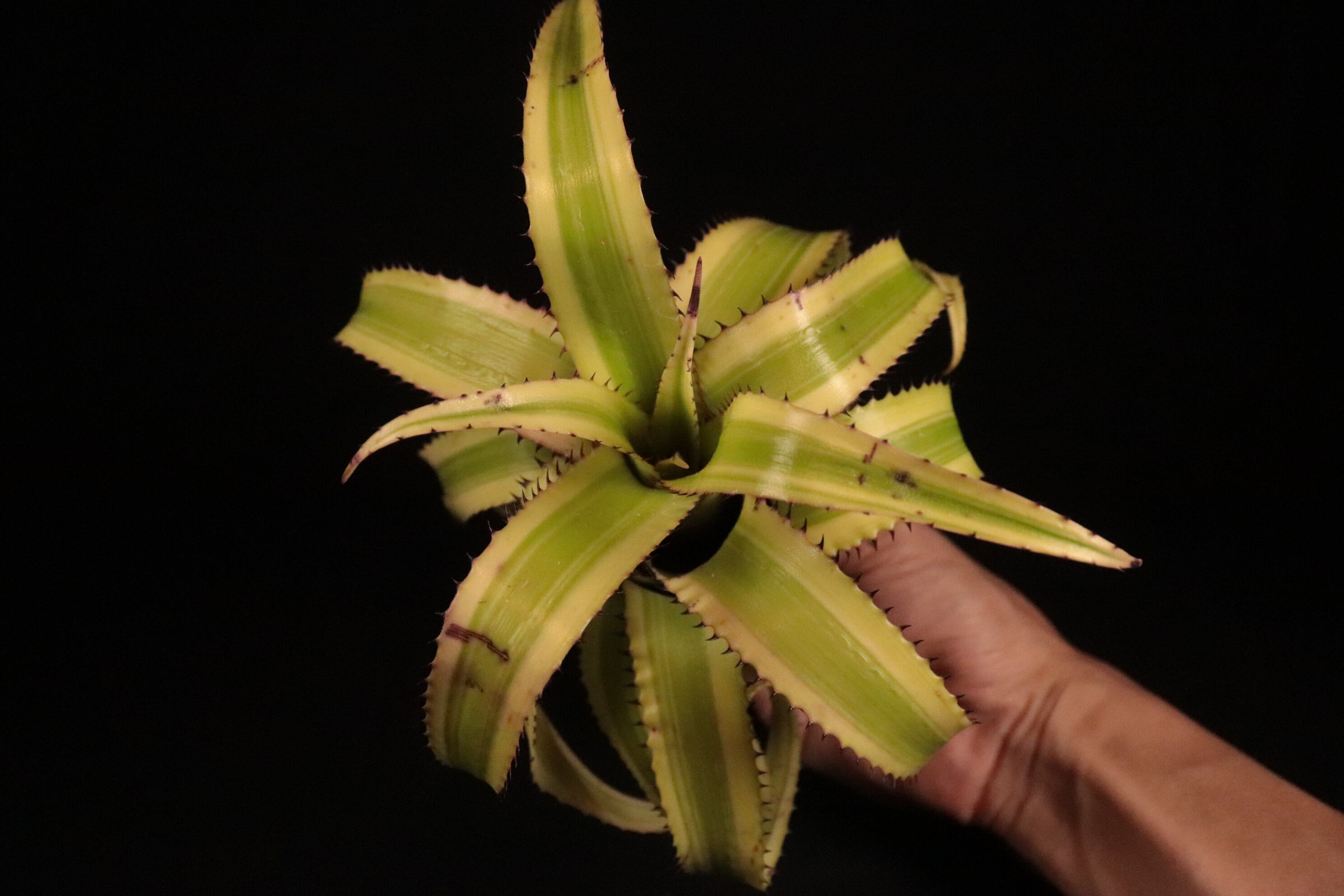送料無料】Hylaeaicum pendulum 'albo-marginata'〔ネオレゲリア〕現品