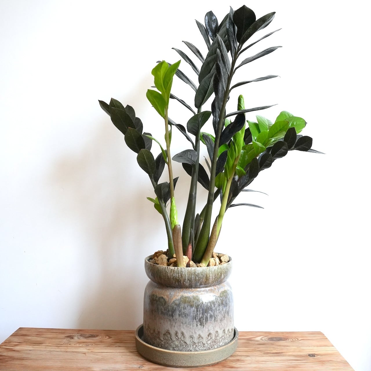 送料込み】観葉植物 ザミオクルカス レイヴン 6号サイズ 陶器鉢 | 草陽香