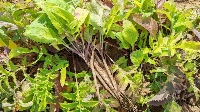 菊ごぼう 100g【飛騨・美濃伝統野菜】