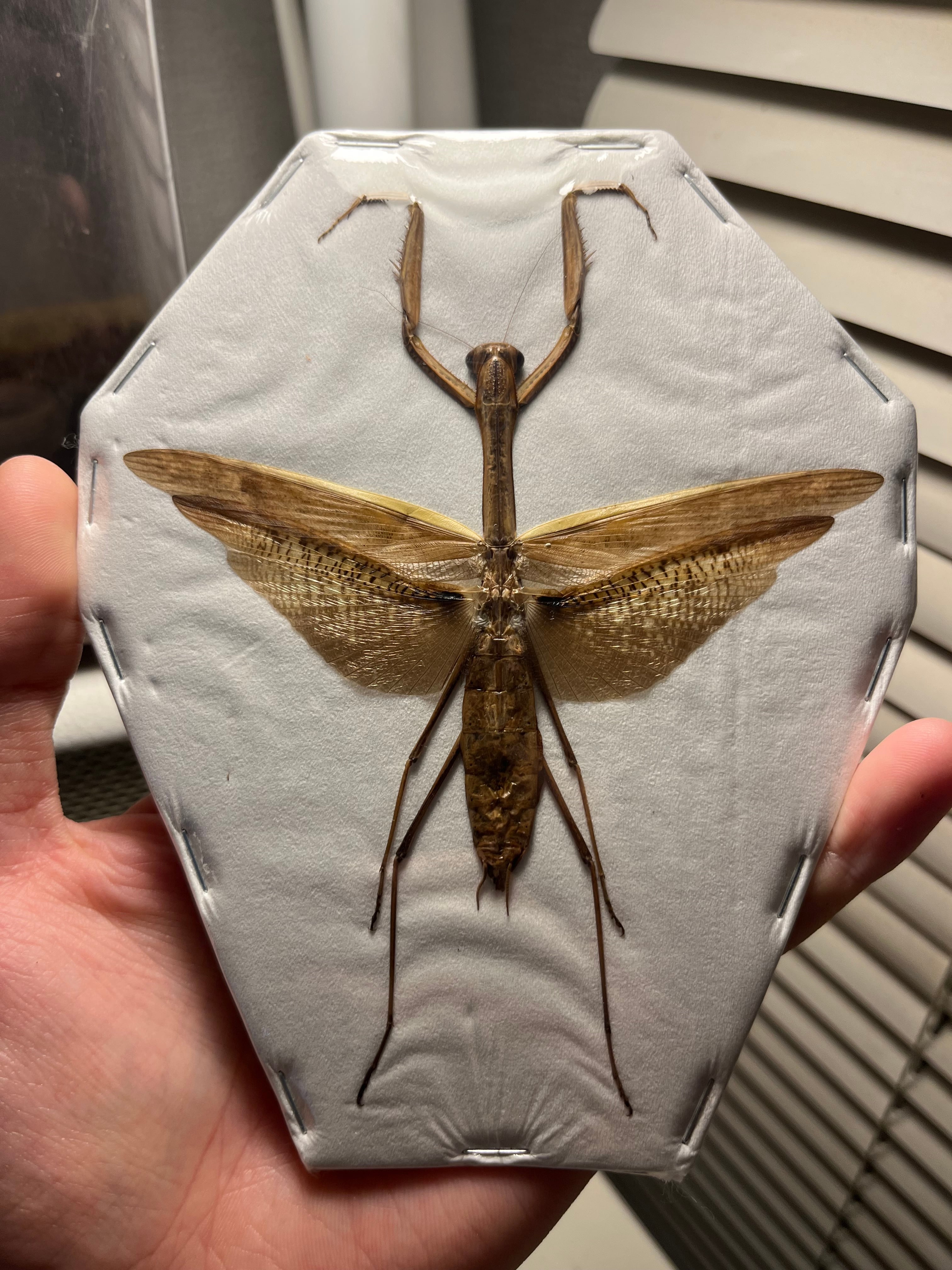 特大極美】オオカマキリ 昆虫標本 スパイダーマンティスタランチュラ