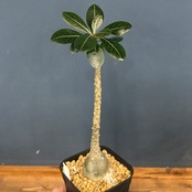【現品】2026年 塊根植物福袋 30,000円