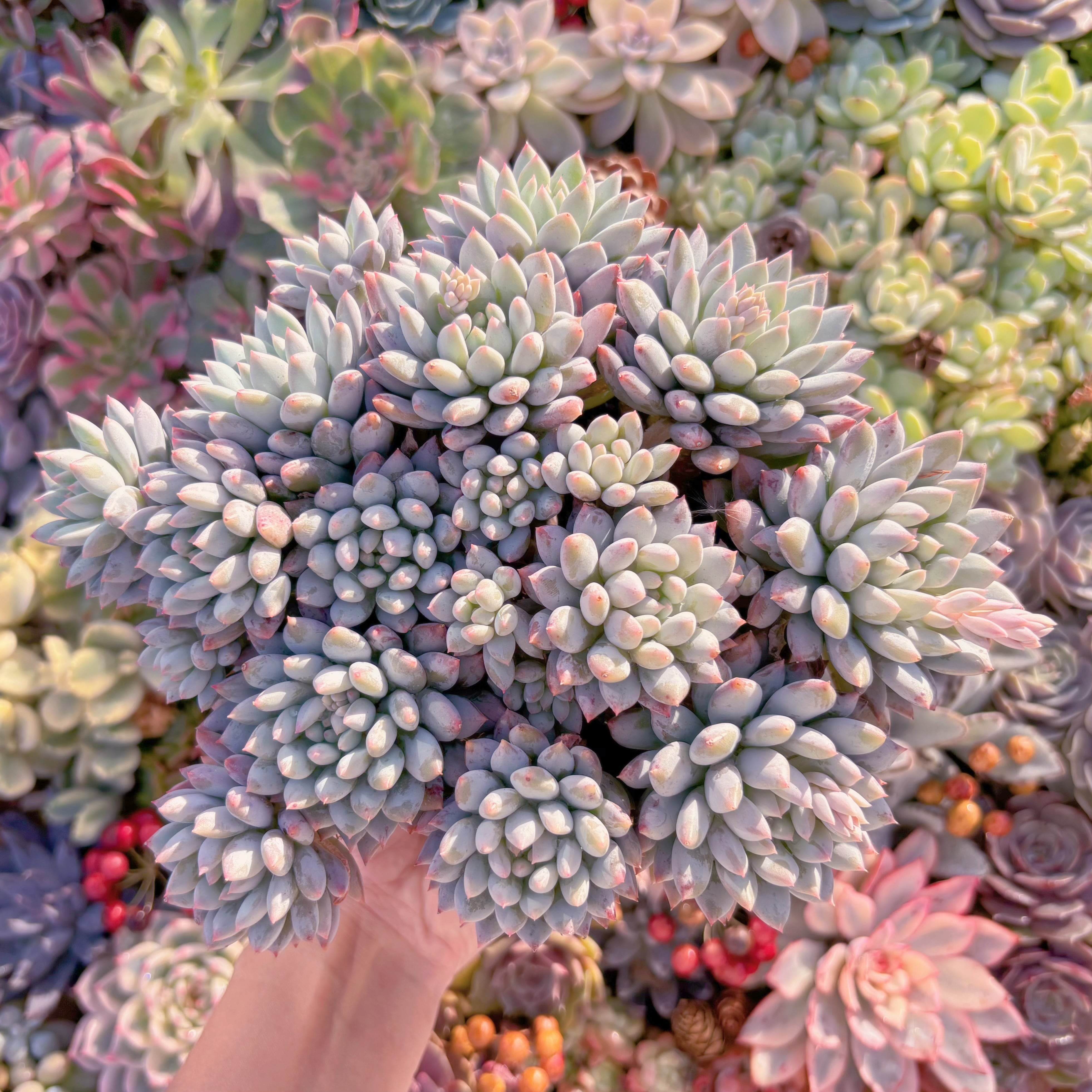 現品　新品種　氷心美人#A011　特特大群生　在庫僅少　新入荷　るる農園