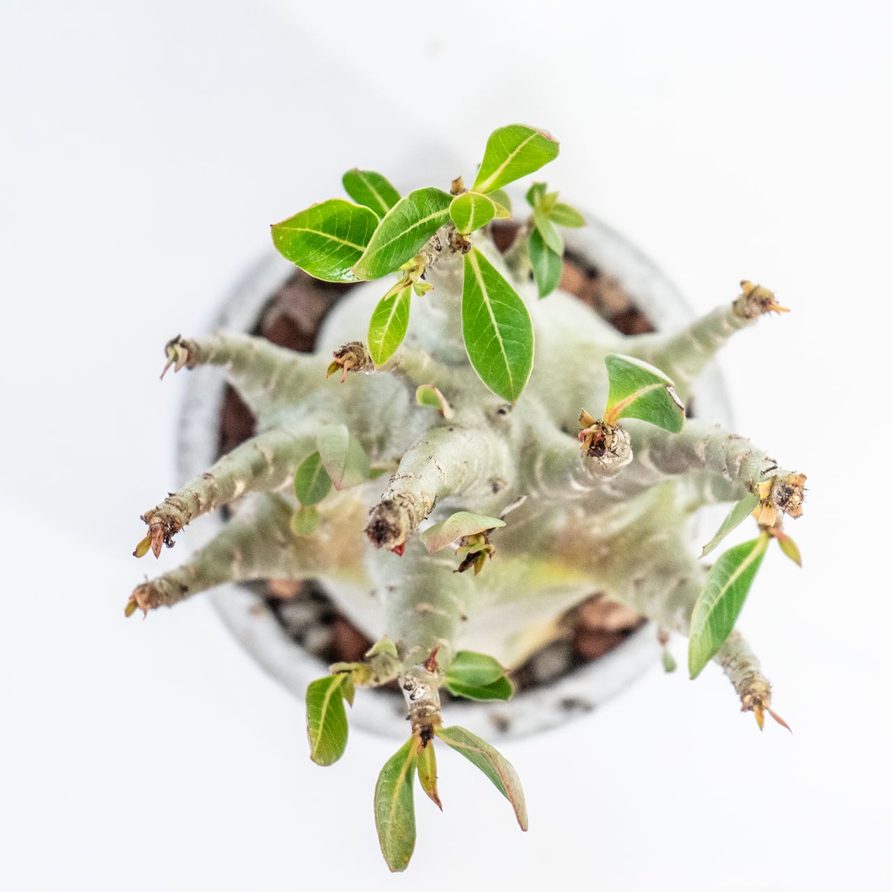 アデニウム　ずんぐり太幹が存在感◎　ざらっとモルタル鉢で引き締めたワイルドな一鉢