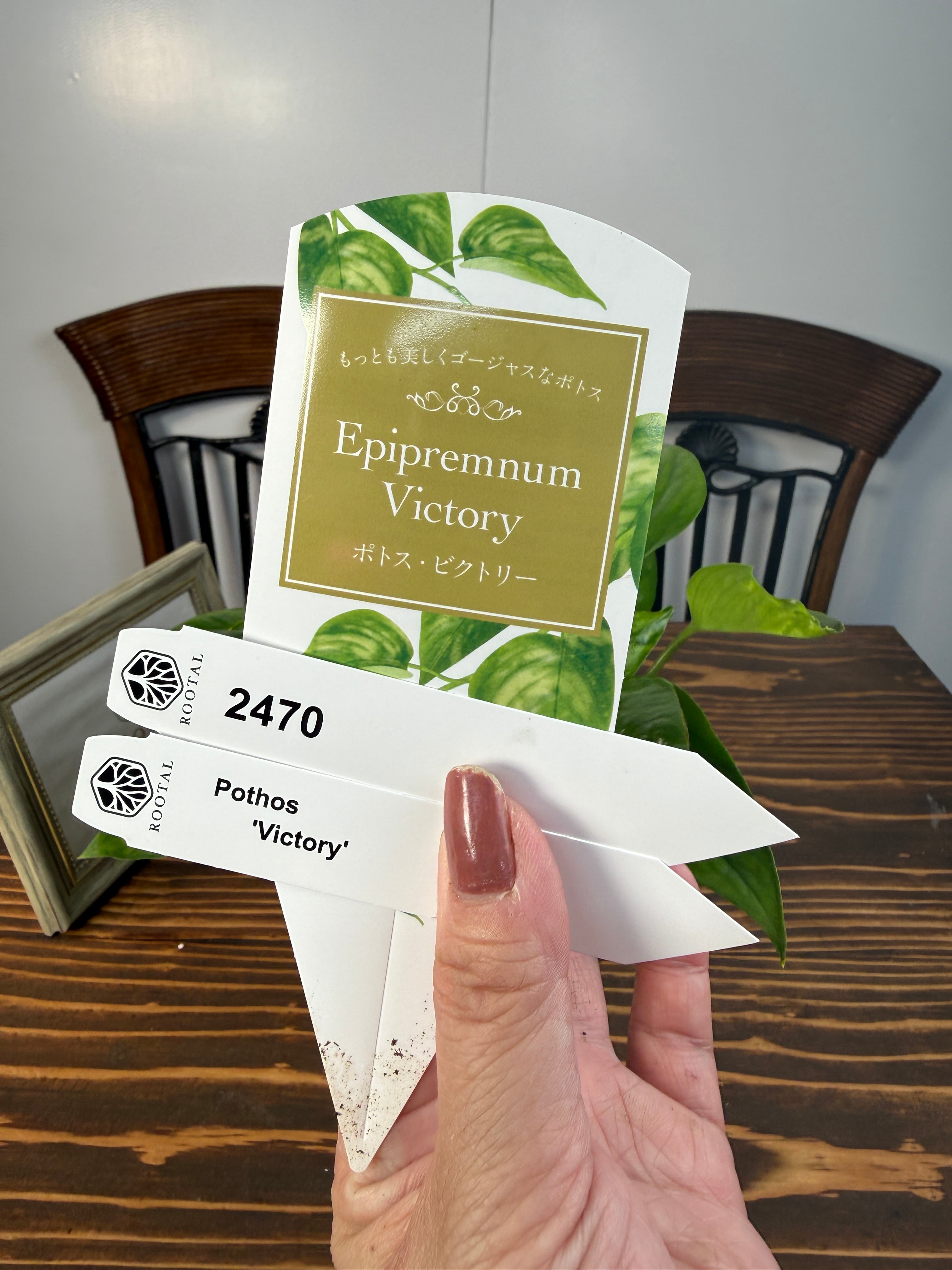 ★2470【独占販売!迷彩ポトス】ポトス ビクトリー(3号ポット)