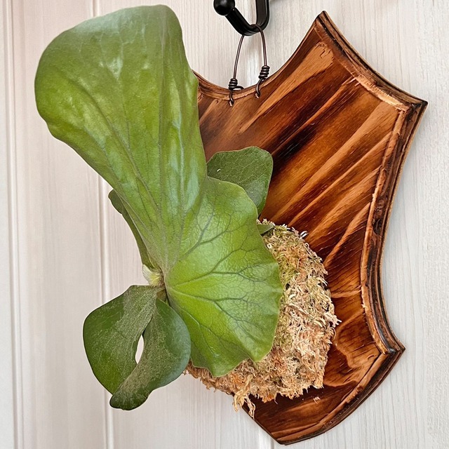 ビカクシダ エレファントティス 子株 板付 【観葉植物 壁掛け コウモリラン】