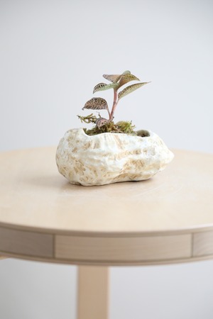 【S】アネクトキルス ホワイトゴールド/Anoectochilus roxburghii