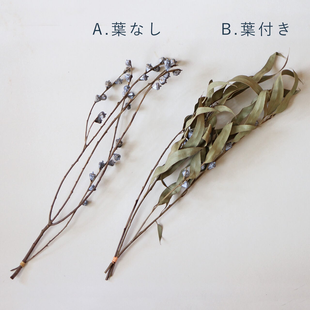 ユーカリ グロボラス 実付 / 葉付き ・ 葉なし / ドライフラワー