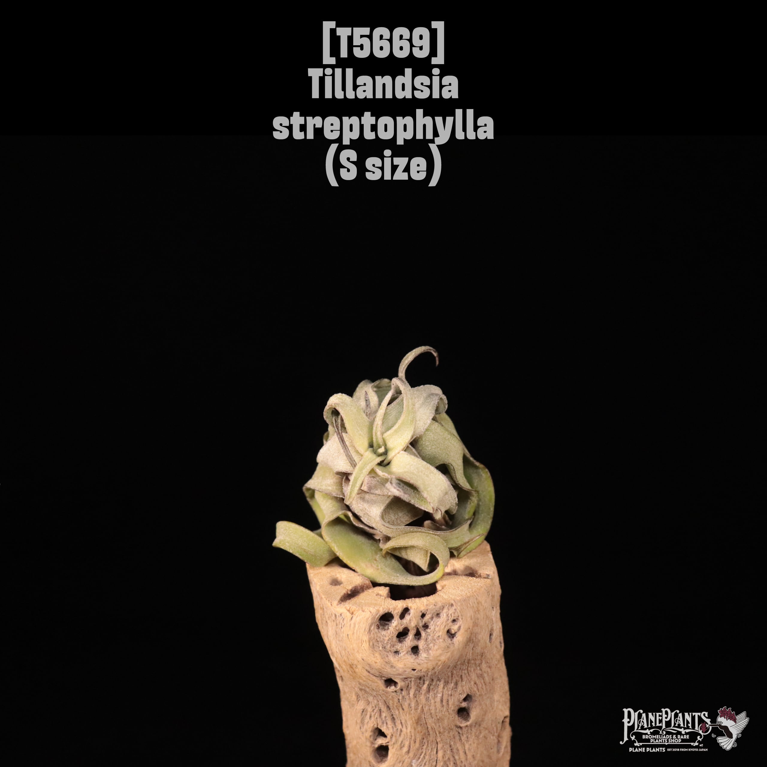【送料無料】streptophylla S〔エアプランツ〕現品発送T5669