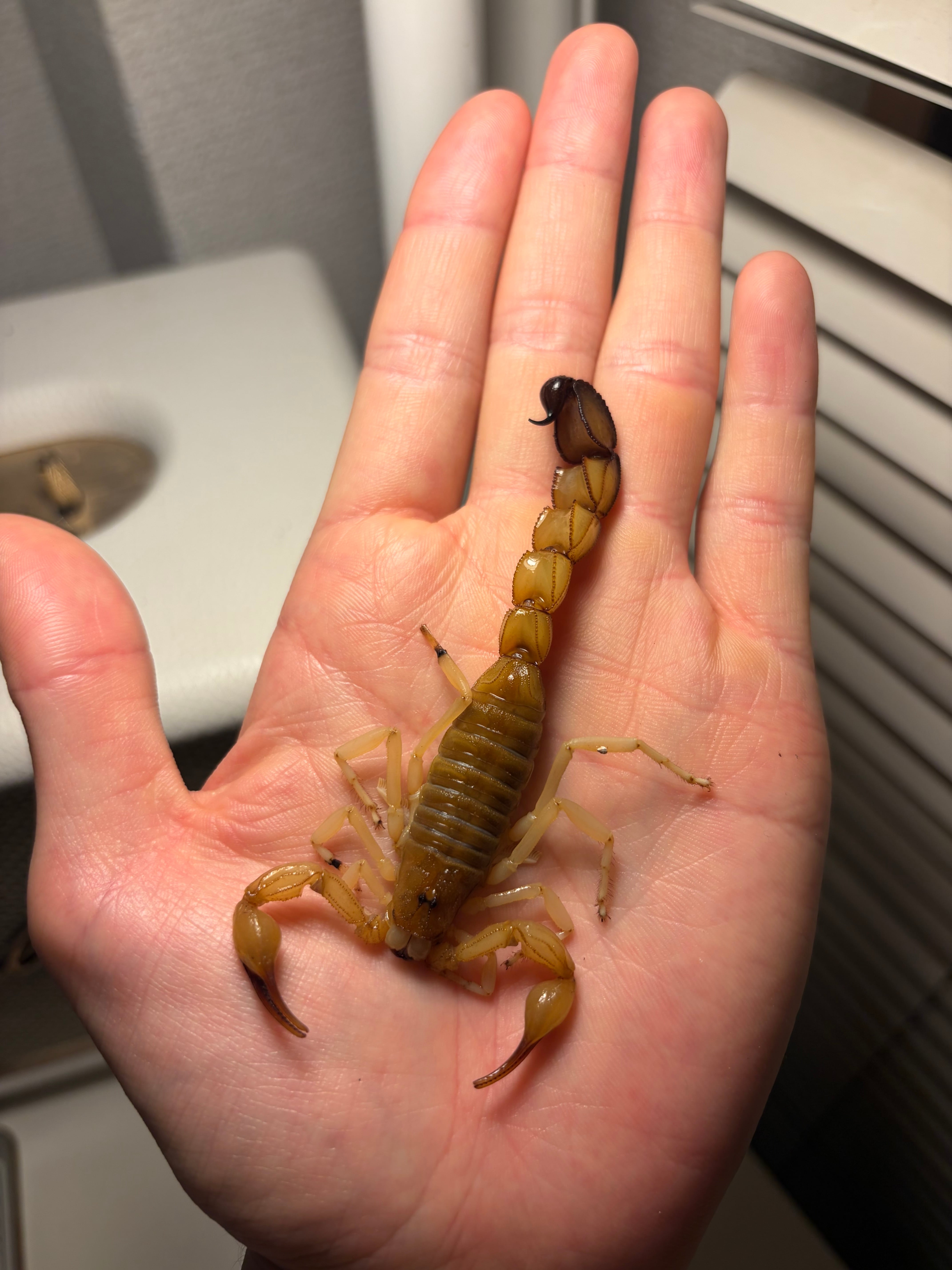 予約受付中】ピラーテイルスコーピオンOrthochirus bicolor サソリ