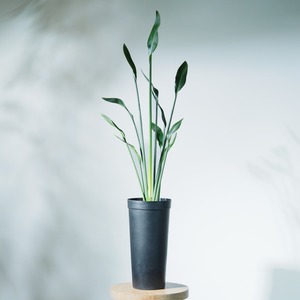 ストレリチア ユンケア  4号鉢 【No.0086】