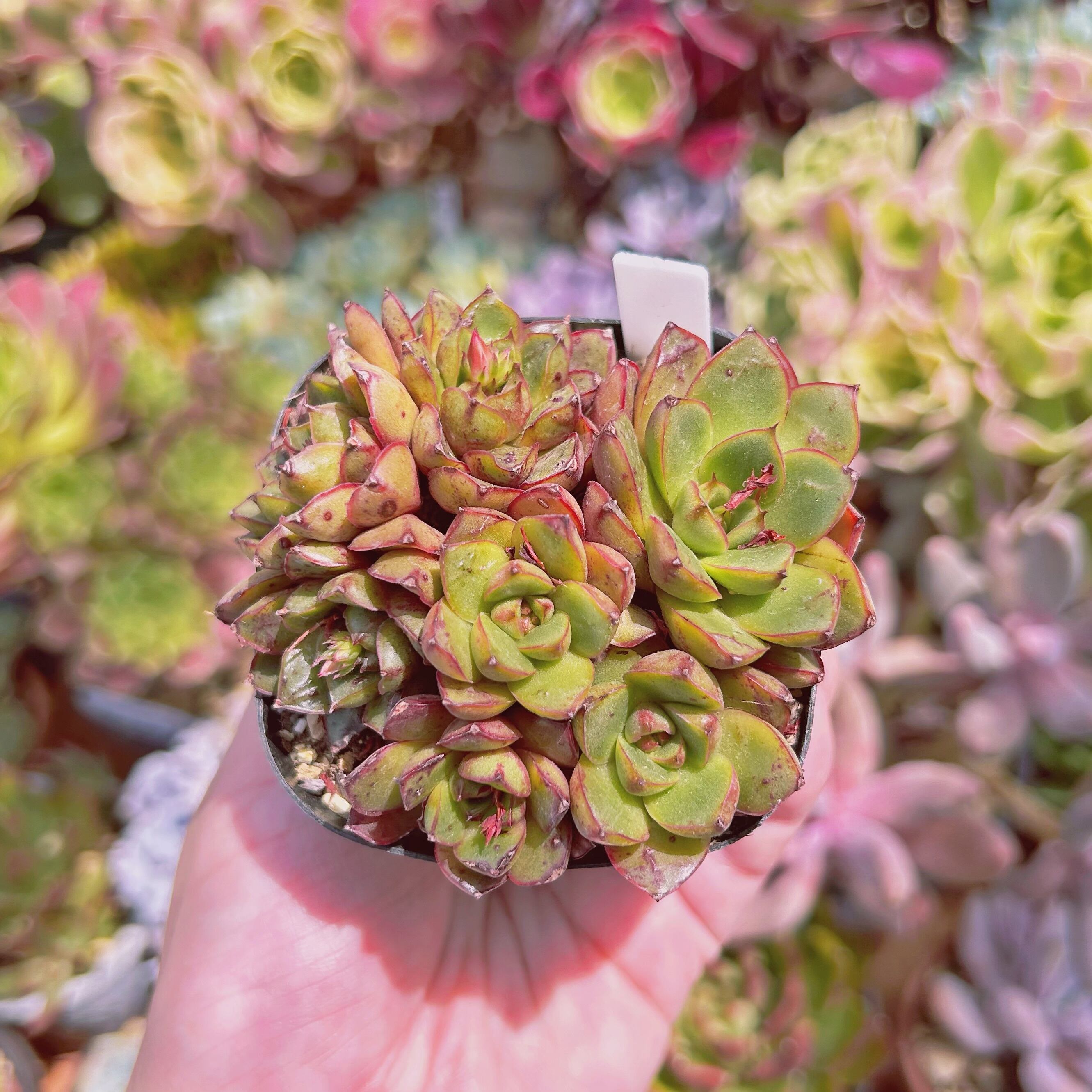 現物　多肉植物　Robert  抜き苗