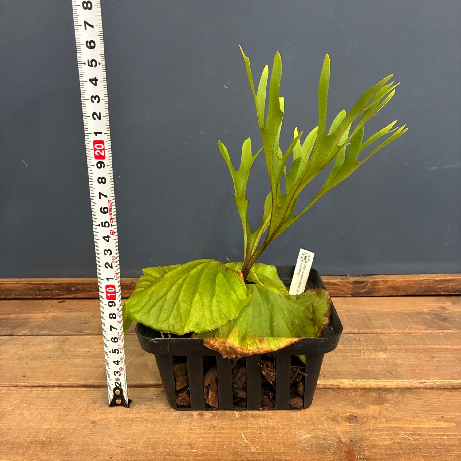 秋の植え替えフェア対象】【伊藤蟻】ビカクシダ リドレイ (upright