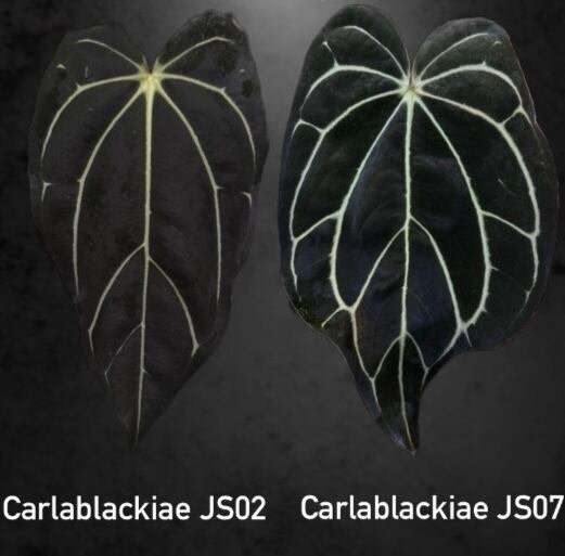 A. carlablackiae JS02 × JS07｜実生・アンスリウム Anthurium carlablackiae JS02 × carlablackiae JS07｜アンスリウム