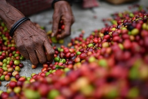 コーヒーの日 10%OFF対象商品【中浅煎り】エチオピア　ナチュラル　100g（豆・粉）