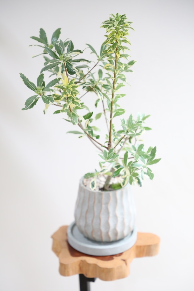 【M】姫トベラ バリエガータ/Pittosporum tenuifolium 'Variegata'※陶器鉢付き