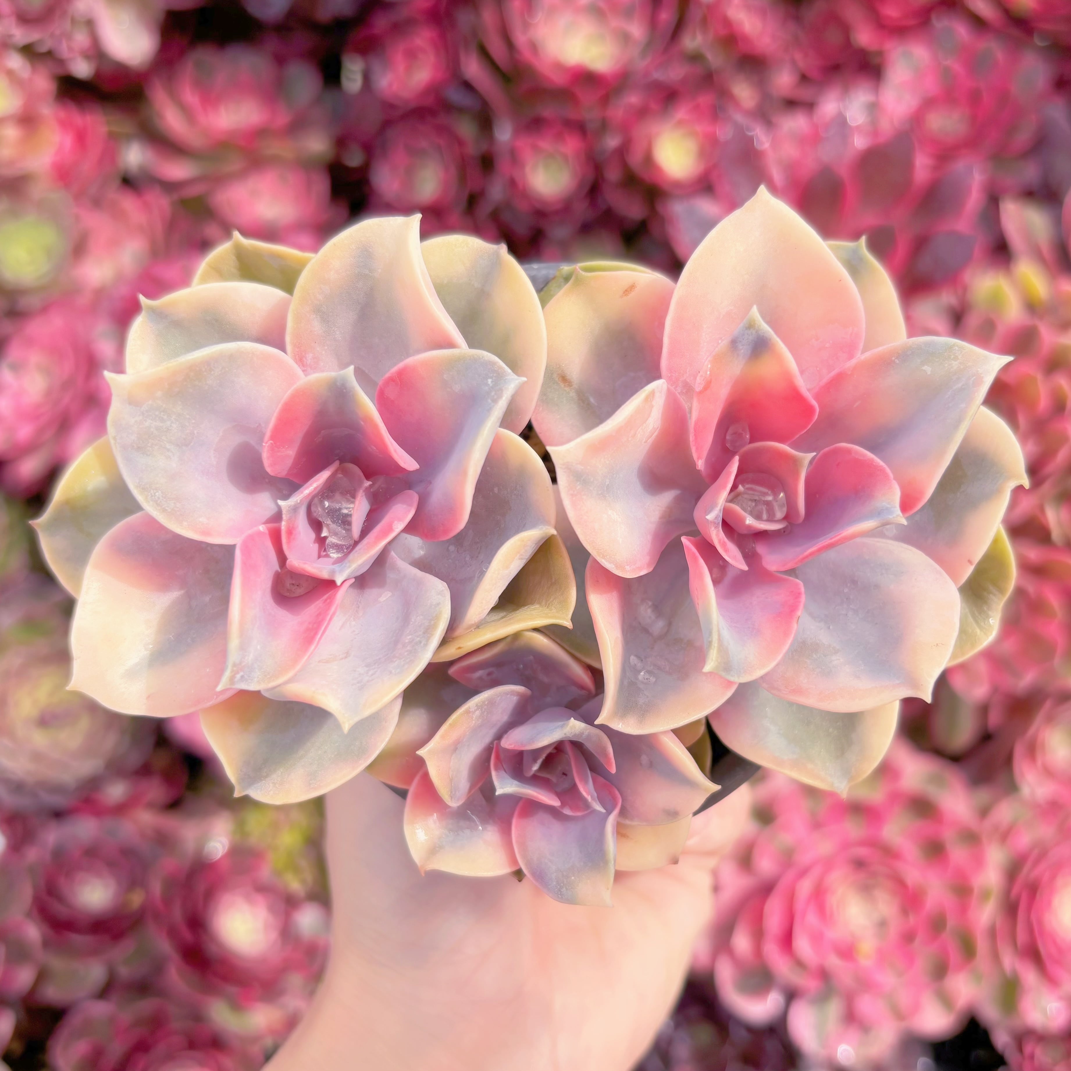 現品　レインボー#666　群生　るる農園