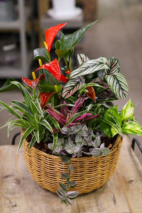 寄せ植え 6-12 | オニ通